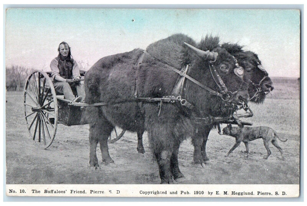 c1910's The Buffaloes Friend Pierre SD South Dakota Dog Native American Postcard