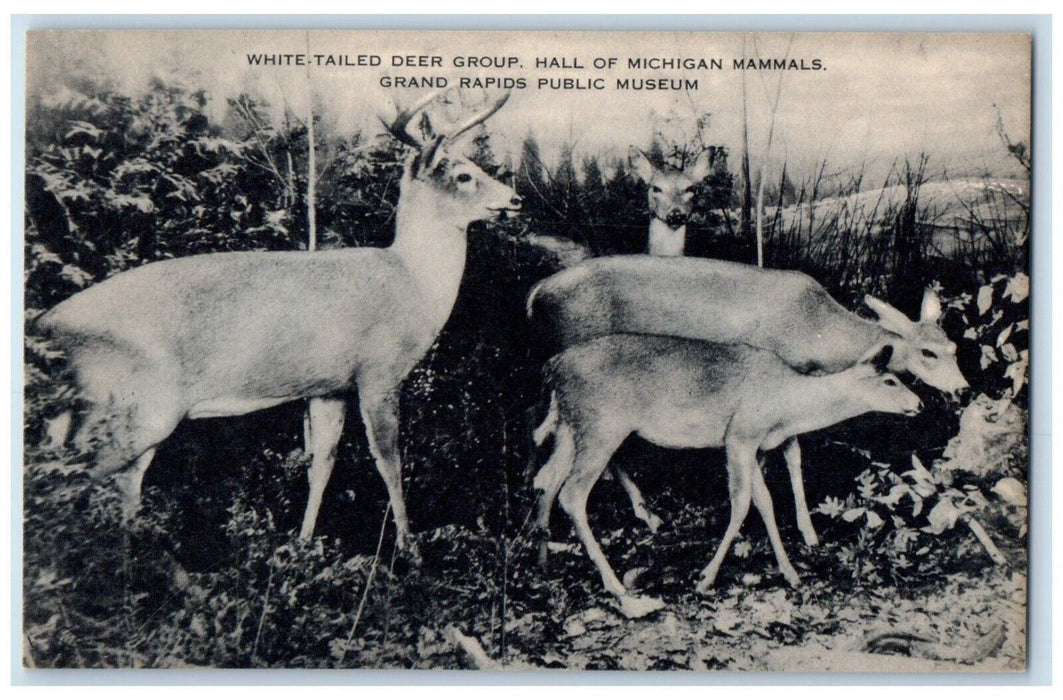 Grand Rapids MI, White Tailed Deer Group Michigan Mammals Public Museum Postcard