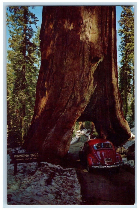 Wawona Tree Tunnel Car Scene Yosemite National Park California CA Postcard