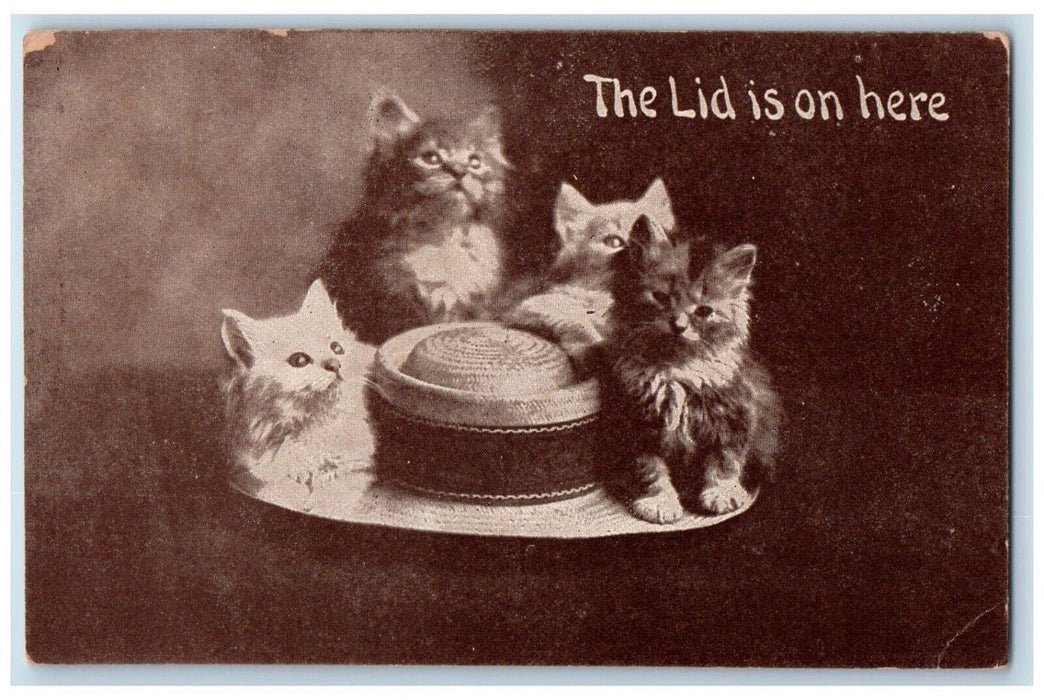 c1910's Cute Cat Kittens The Lid Is On Here Bee Cave Texas TX Antique Postcard