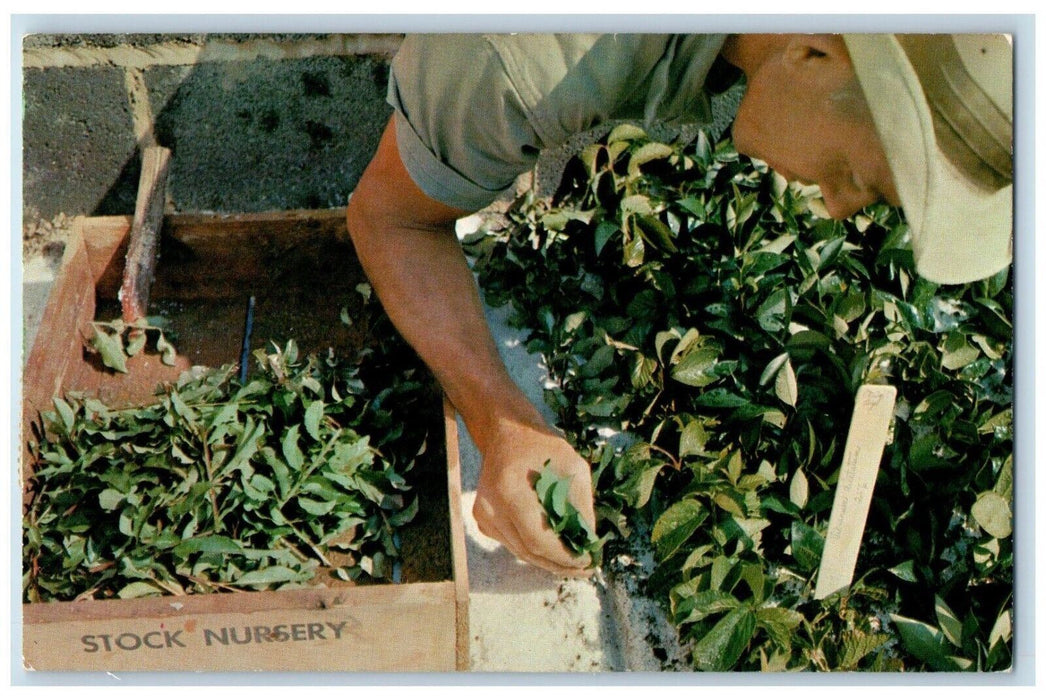 c1959 Stock Nursery Great Oaks Farming Advertising Bethesda MD Postcard