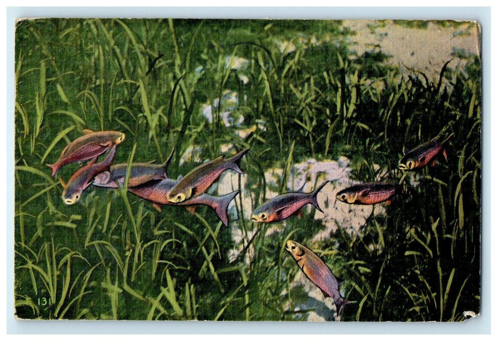 1950 Florida's International Attraction Nature's Underwater Fairyland Postcard