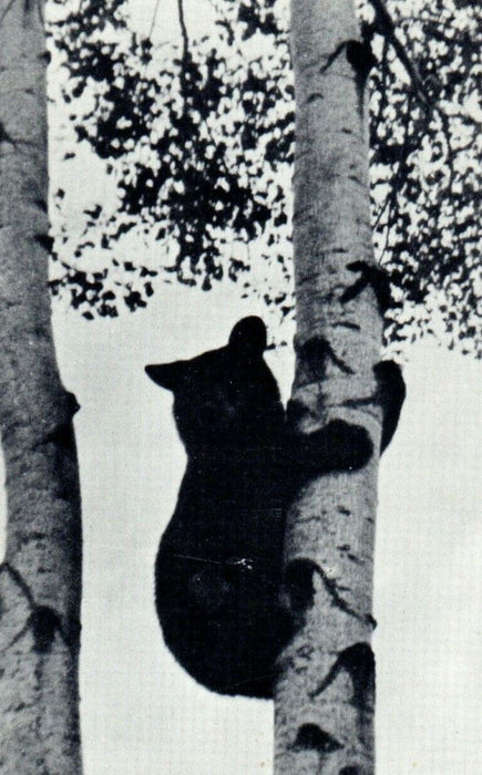 c1940's Frontier Resort On Ash River Trail Black Bear Orr Minnesota MN Postcard