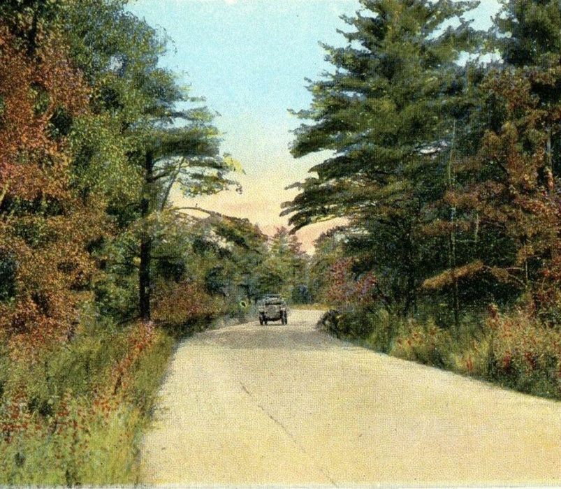 c1910 Scene Near Pine Bush Roadway Car New York NY Unposted Antique Postcard