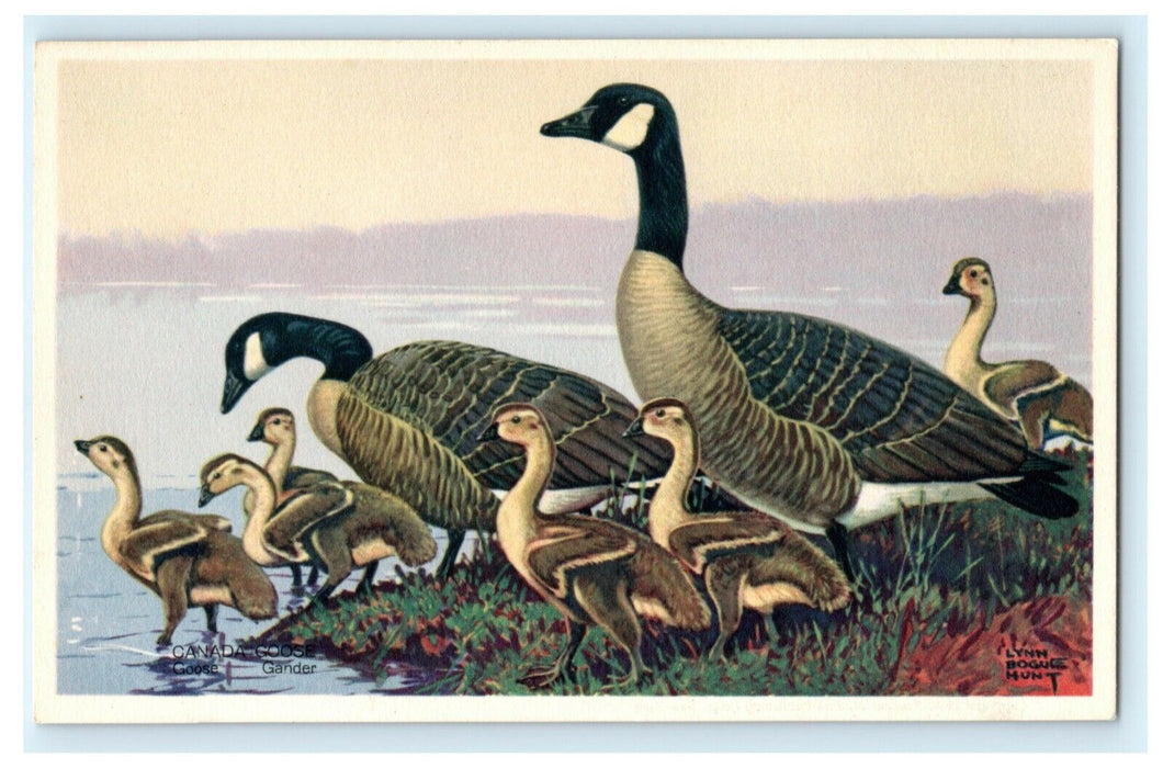 Lynn Hunt Wildlife Series Vintage Canada Goose Babies 1939 Antique Postcard
