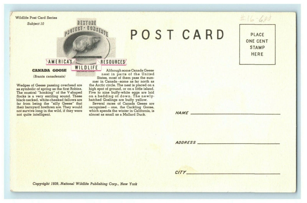 Lynn Hunt Wildlife Series Vintage Canada Goose Babies 1939 Antique Postcard