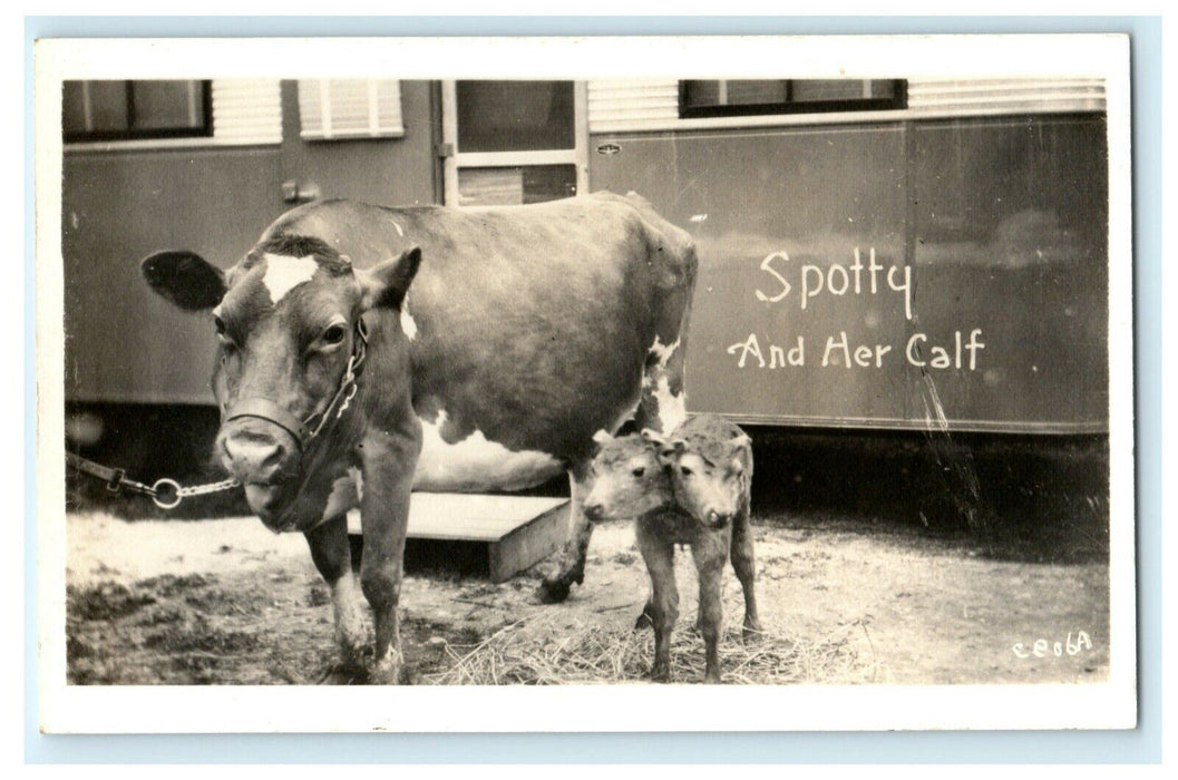 Spotty and Her Calf Two-headed Brookfield Ohio Campbells Photo Art RPPC Postcard