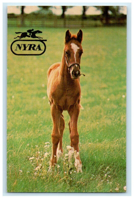 c1930's Aqueduct Belmont Park NYRA Horse Saratoga Springs New York NY Postcard