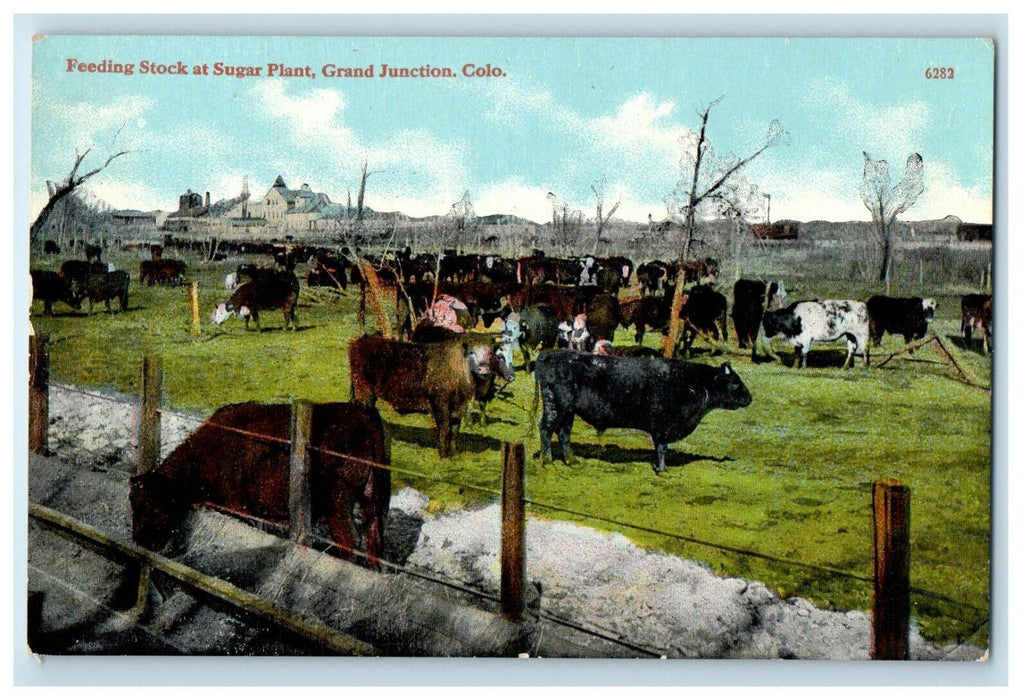 Feeding Stock At Sugar Plant Cows Farm Grand Junction Colorado CO Postcard