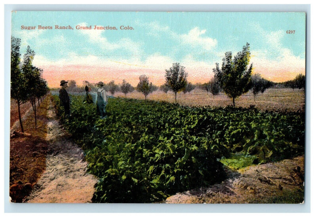 c1910's Super Beets Ranch Farm Grand Junction Colorado CO Antique Postcard