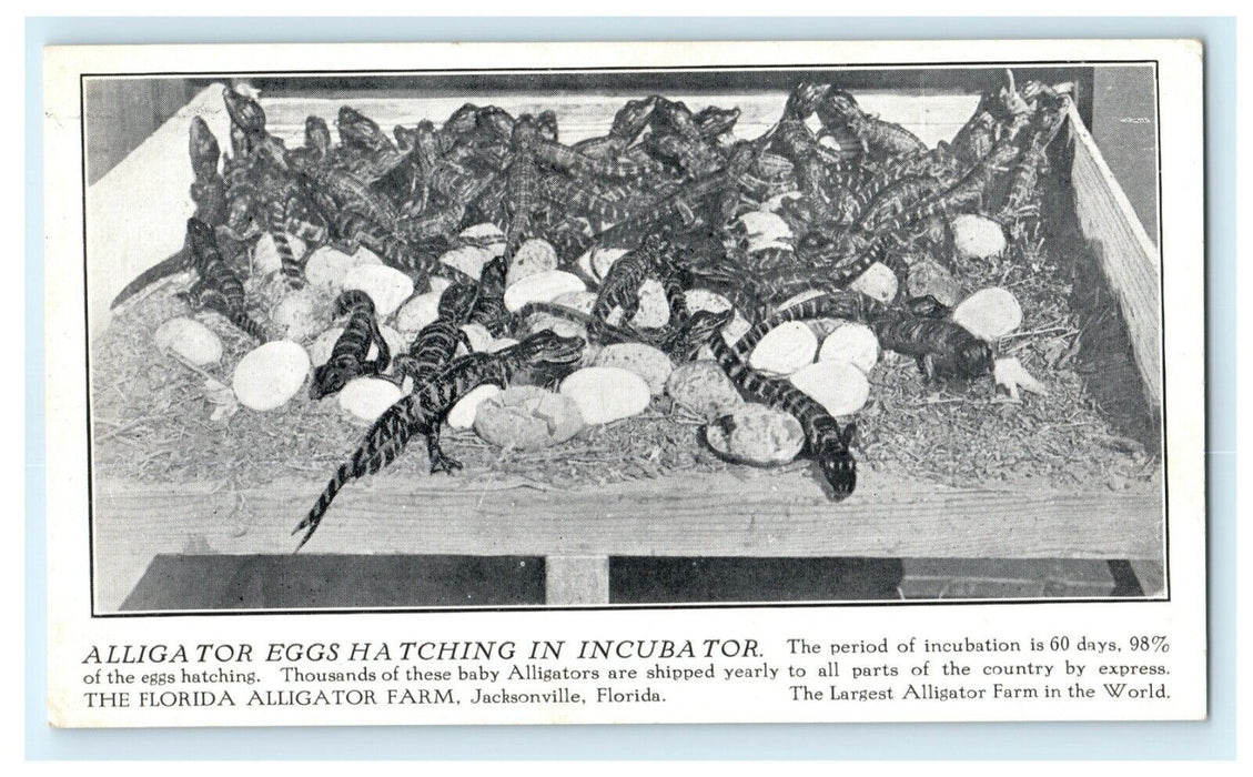 Alligator Eggs Hatching Camp Johnston Florida 1918 Read Story Antique Postcard