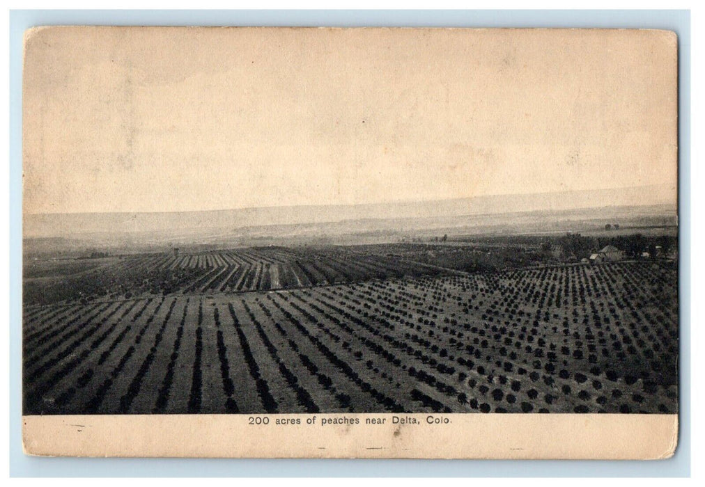 1907 View Of 200 Acres Of Peaches Near Delta Colorado CO Posted Antique Postcard
