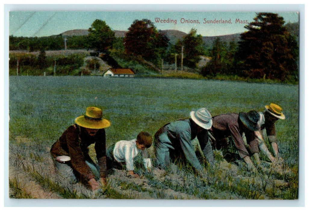 1909 Weeding Onions Farmers Sunderland Massachusetts MA Antique Postcard