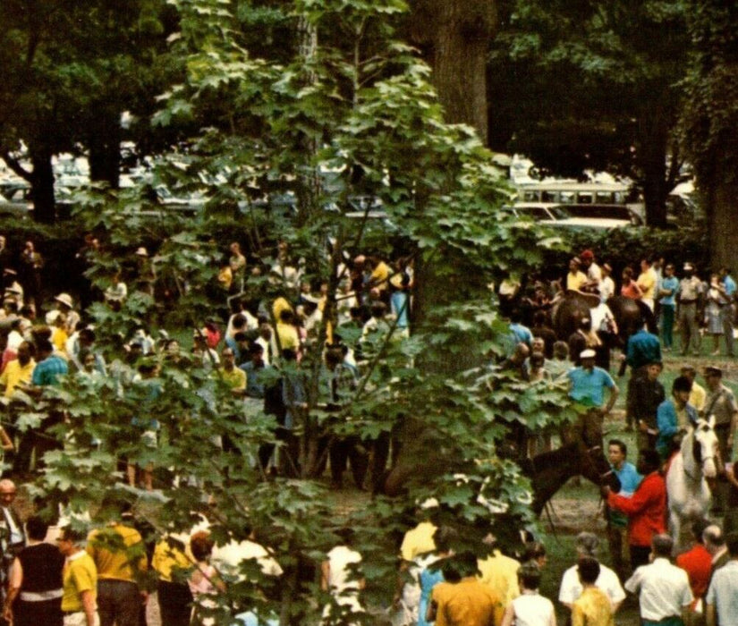 c1950's Scene In Open Paddock Saratoga Horse Race Track New York NY Postcard