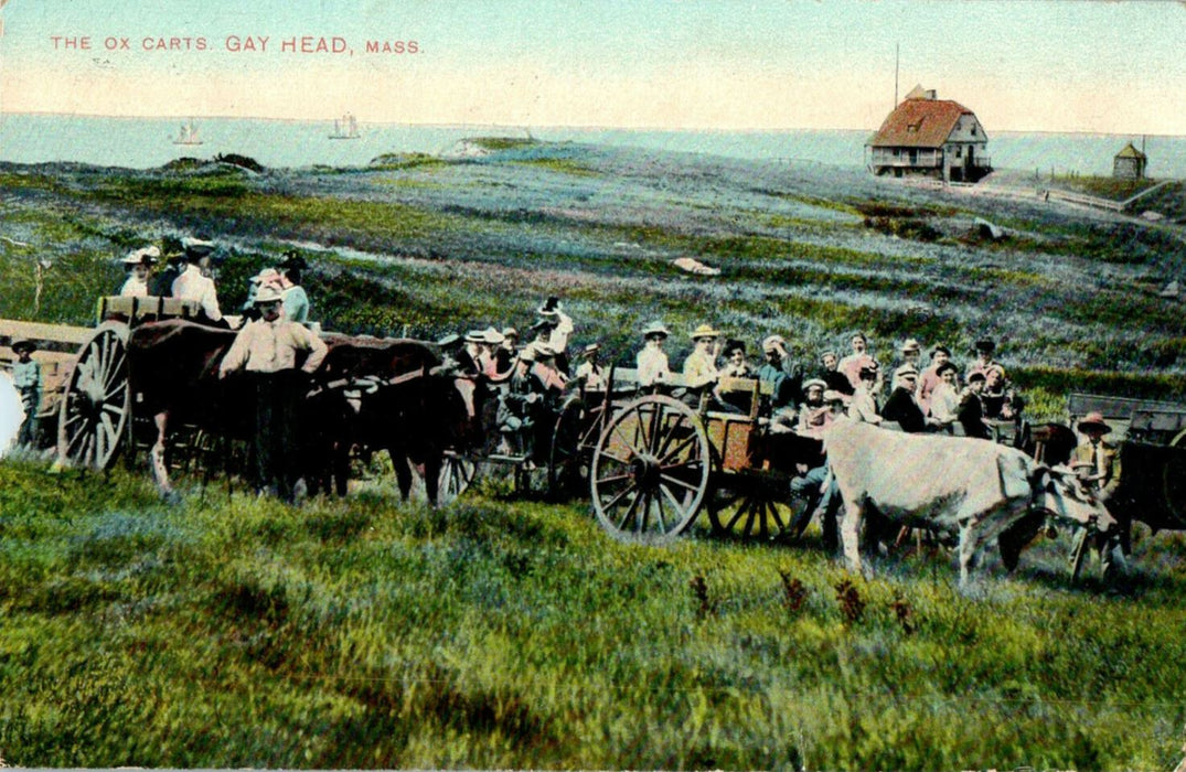 1911 The Ox Carts Gay Head, Massachusetts MA Antique Posted Postcard