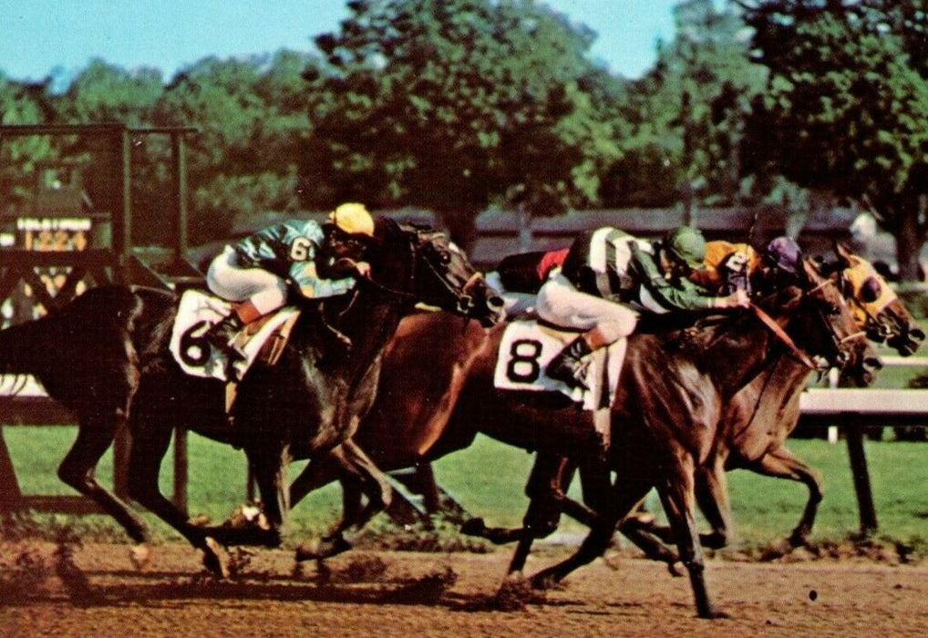 c1950's Saratoga Driving Finish Horse Racing Thoroughbred New York NY Postcard