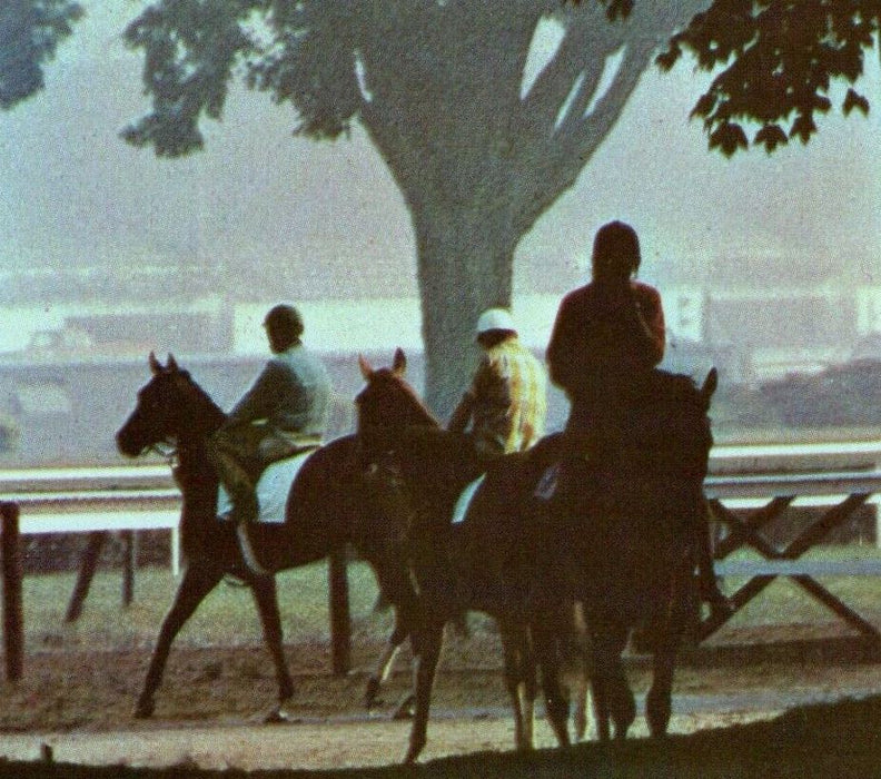 c1950's Saratoga Race Track Morning Mist Thoroughbred Horses New York Postcard