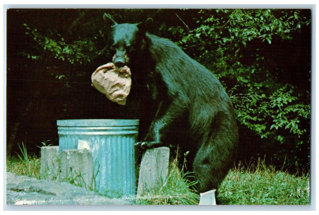 c1970's Bear Raiding A Garbabe Can Great Smoky Mountains Nat Park TN Postcard