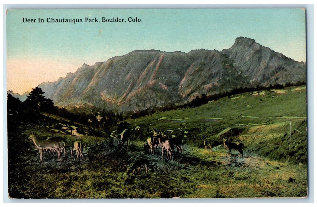 c1910 Mountain View, Deer in Chautauqua Park Boulder Colorado CO Postcard