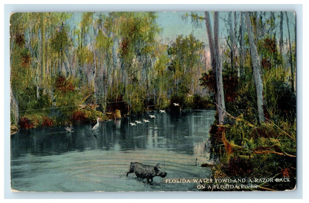 1916 Florida Water Fowl And Razor Back On A Florida River Bradenton FL Postcard
