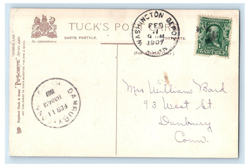 1907 Good Luck Two White Cute Kittens Cats Posing Tuck Postcard