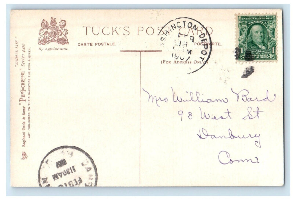 1907 Long Haired Cats Kittens White Barrowload Tuck Cork Cancel Postcard