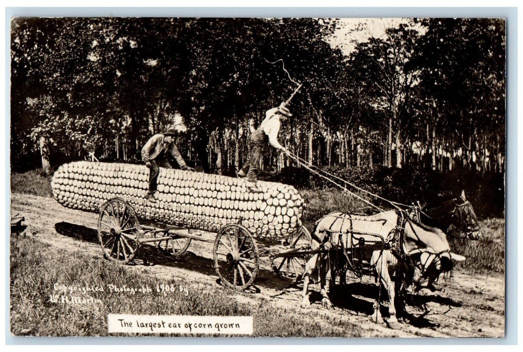 1908 Exaggerated Corn Horse Team Wagon Whip Coachman RPPC Photo Postcard
