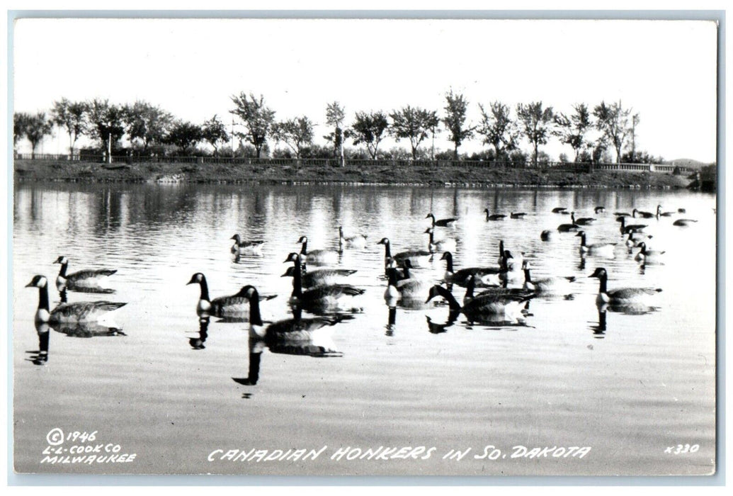 1946 Canadian Honkers In South Dakota Lake View Geese SD RPPC Photo Postcard