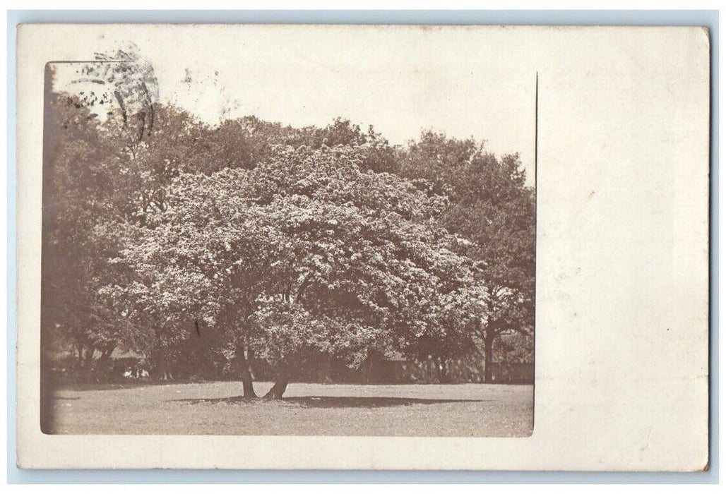 1910 Sceneic Tree View Poweshiek County Searsboro Iowa IA RPPC Photo Postcard