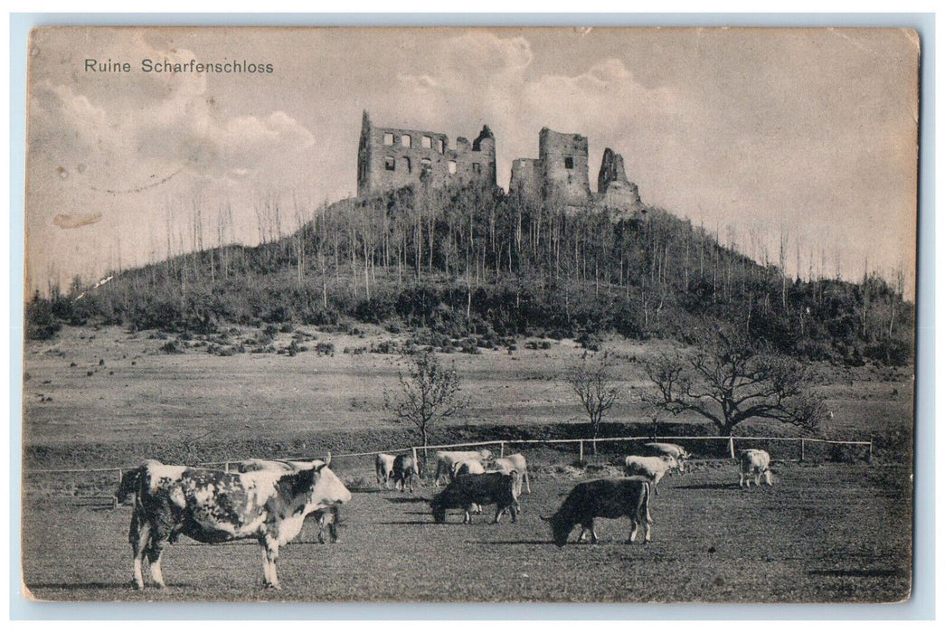 c1910 Cows Animals Scene Ruins of Scharfenhof Donzdorf Germany Postcard