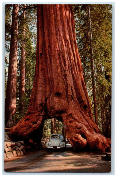 Well-know Mariposa Grove Big Tree Yosemite Park Wawona California CA Postcard