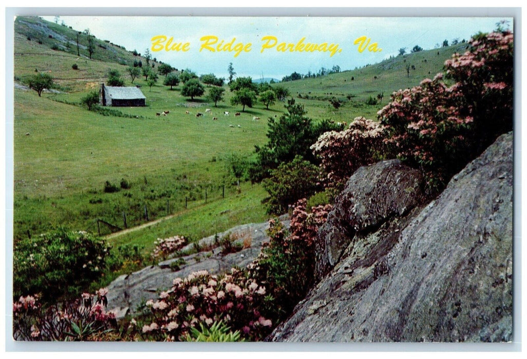 c1960 Blue Ridge Parkway Rhododendron Foreground Mountain Virginia VA Postcard