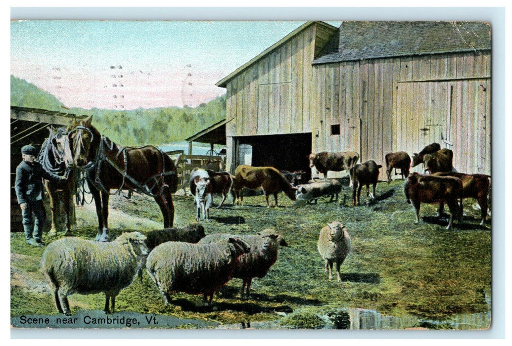 1911 Cambridge Vermont VT Sheep Horses Farm Barre Posted Antique Postcard