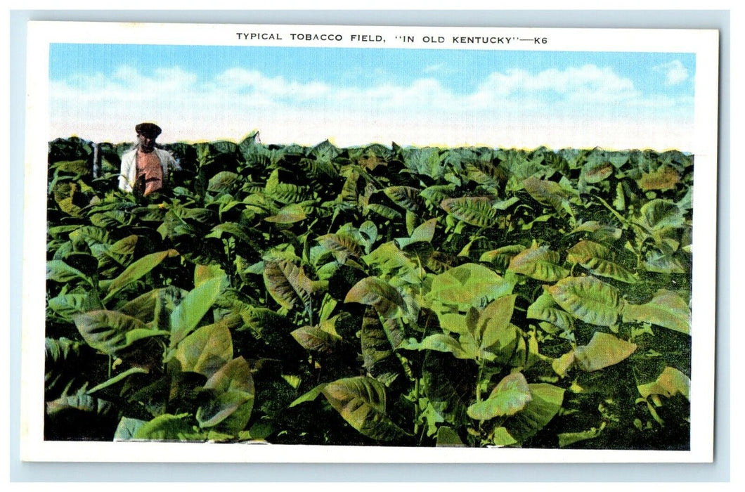 c1940's Typical Burley Tobacco Field In Old Mayville Kentucky KY Postcard