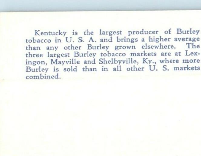 c1940's Typical Burley Tobacco Field In Old Mayville Kentucky KY Postcard