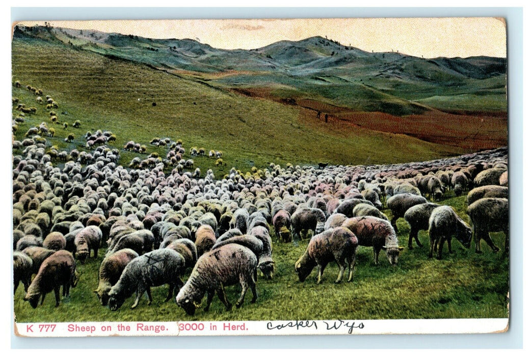 c1910 Casper Wyoming Sheep on Range RPO Posted Antique Postcard