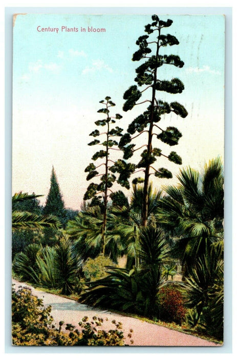 1910 Century Plants in Bloom Phoenix Arizona AZ Posted Antique Postcard