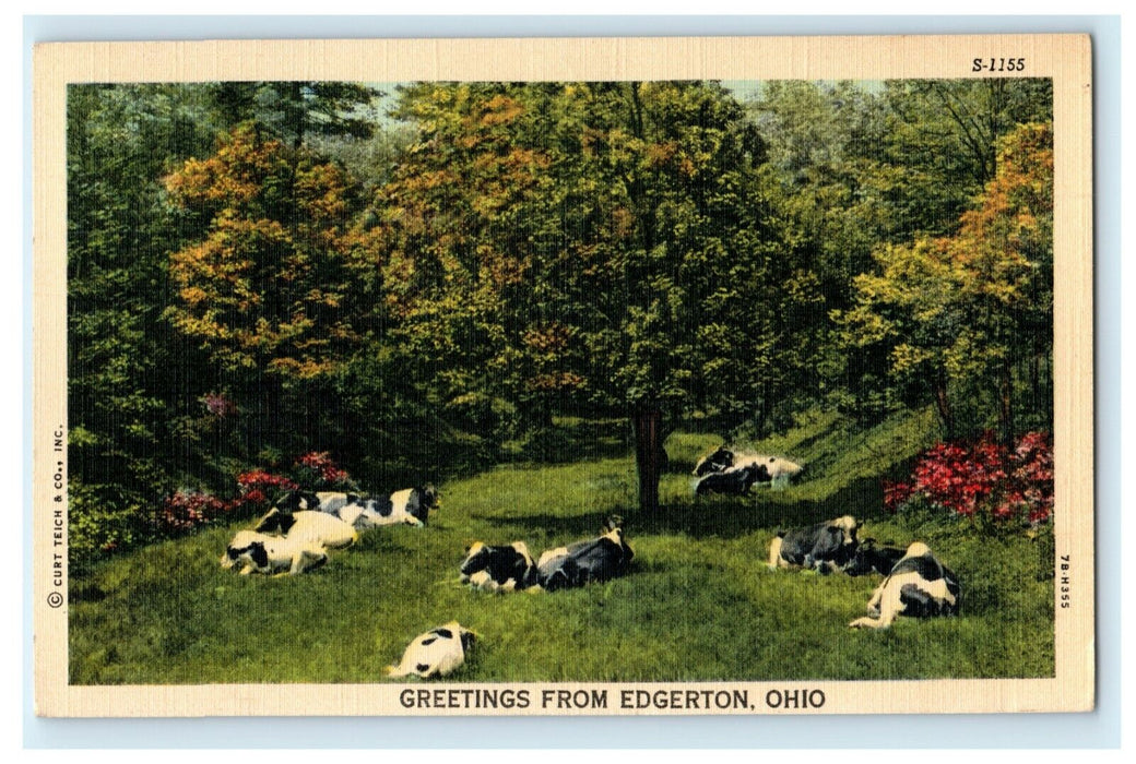 1949 Greetings From Edgerton Ohio Posted Vintage Cows Postcard