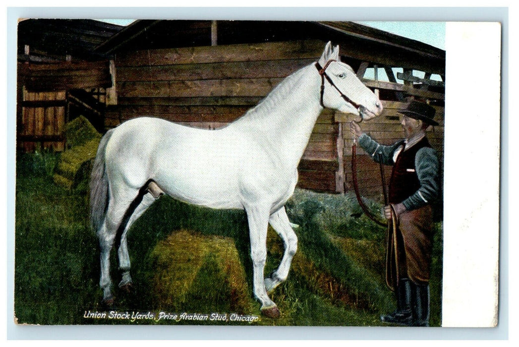 c1910's Union Stock Yards Prize Arabian Stud Horse Chicago Illinois IL Postcard