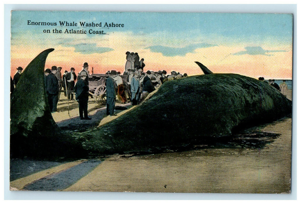 1915 Enormous Whale on Atlantic Coast, Florida FL Antique Posted Postcard
