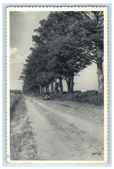 Variety Vacation Cypress Park Land Pettigrew Park North Carolina NC Postcard