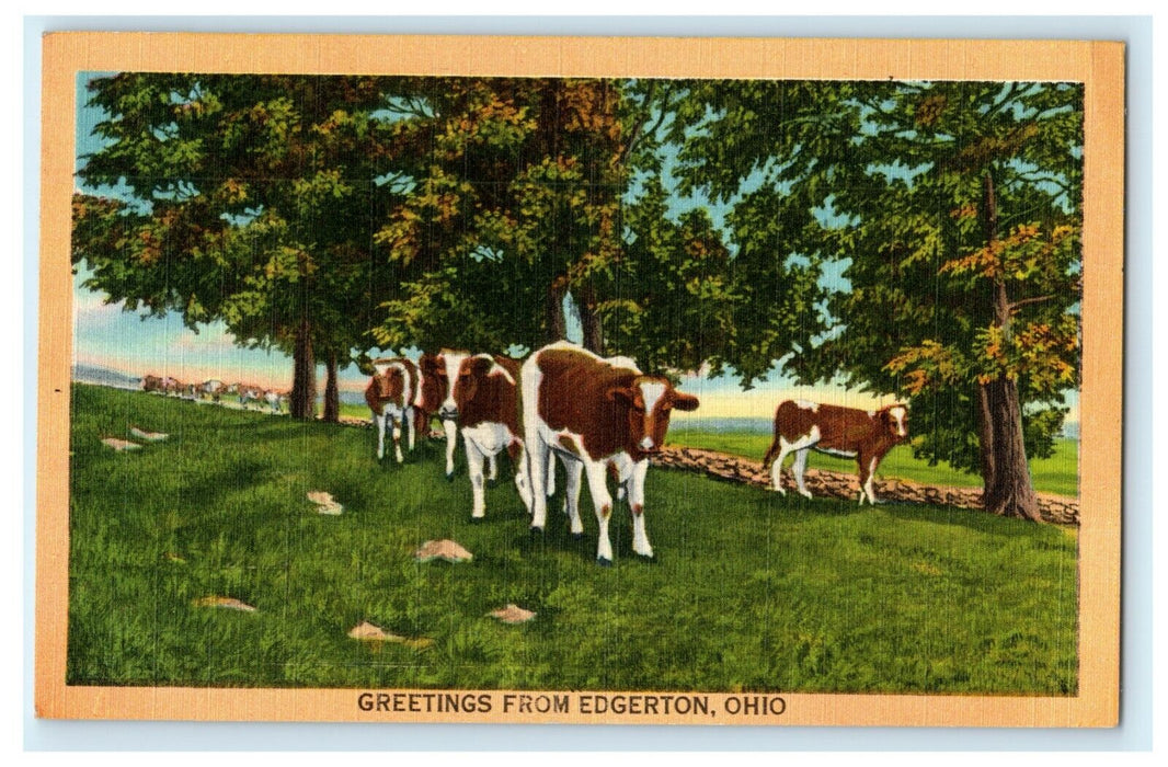 1950 Greetings From Edgerton Ohio OH Cows Posted Vintage Postcard