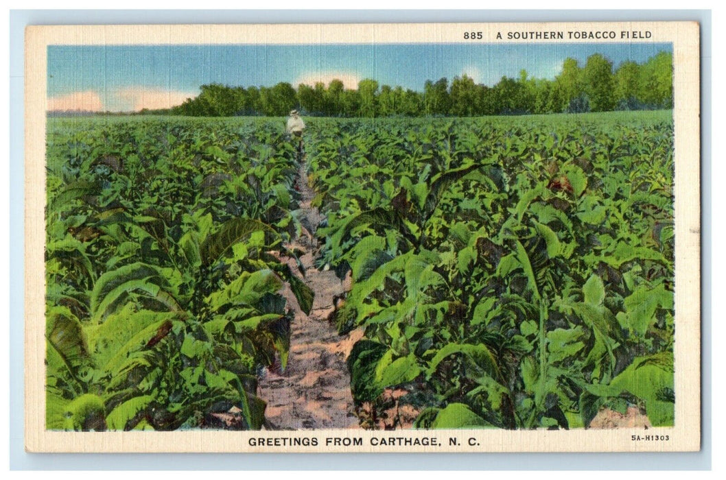 Greetings From Carthage North Carolina NC, Southern Tobacco Field Postcard