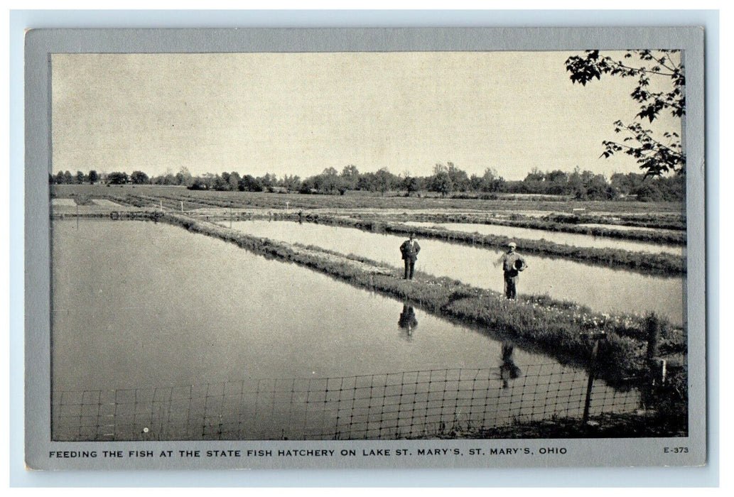 Feeding Fish At State Fish Hatchery On Lake St. Mary's Ohio OH Vintage Postcard