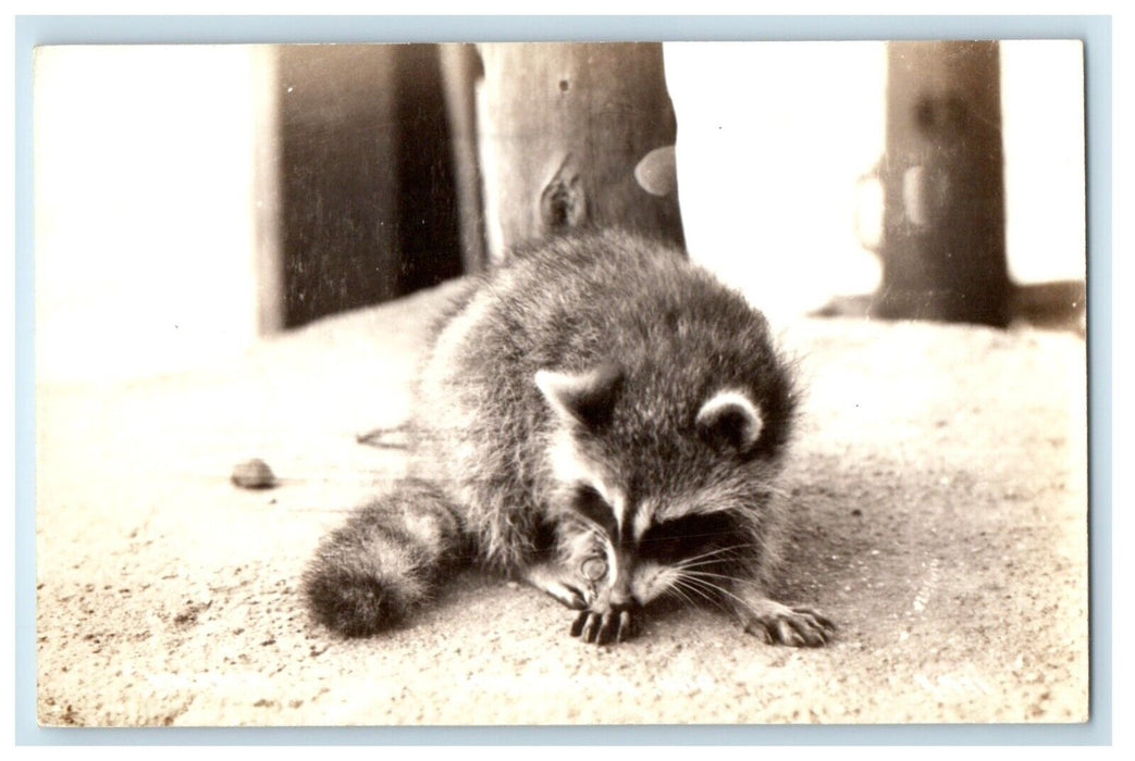 1946 Racoon in Edgewater Animals Zoo Wisconsin WI RPPC Photo Vintage Postcard