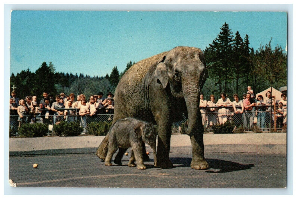 Portland Oregon Zoological Garden, Elephants Packy And His Mother Belle Postcard