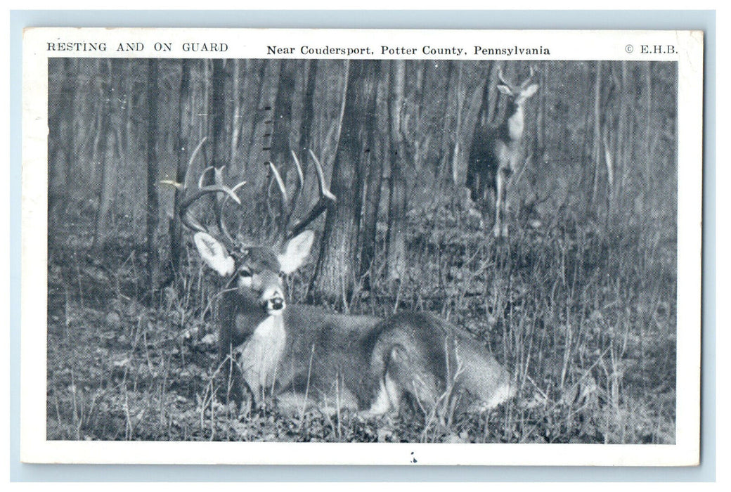 1951 Deer Resting and On Guard, Near Coudersport, Pottery County PA Postcard