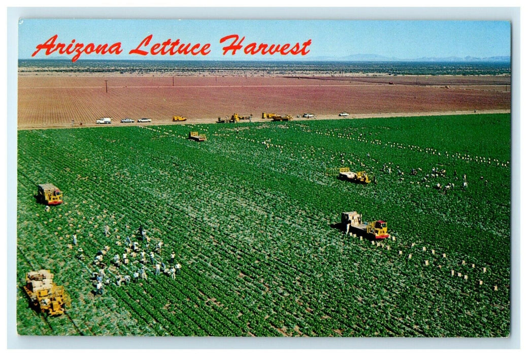 c1960's Arizona AZ, Lettuce Harvest Field Farmers Trucks Aerial View Postcard