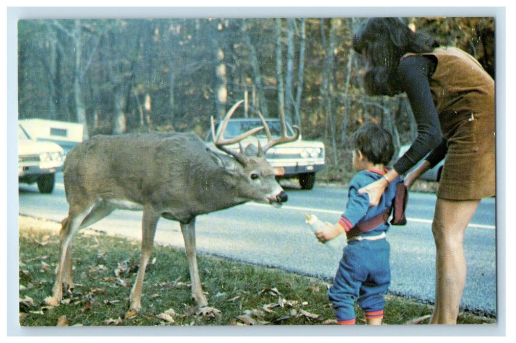 Curious Buck Deer Skyline Drive Virginia VA, Thirsty Deer Little Boy Postcard