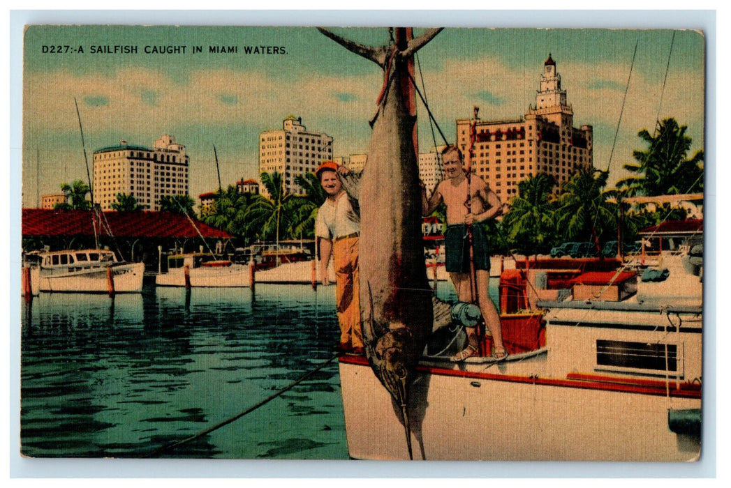 c1950's A Giant Sailfish Caught in Miami Waters Florida FL Unposted Postcard